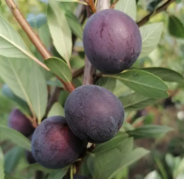 opata-2-270280