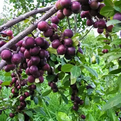 opata-4-270280