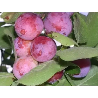 opata-6-270280
