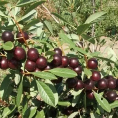 opata-7-270280