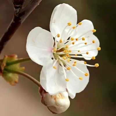 pamyati-vavilova-6-270206