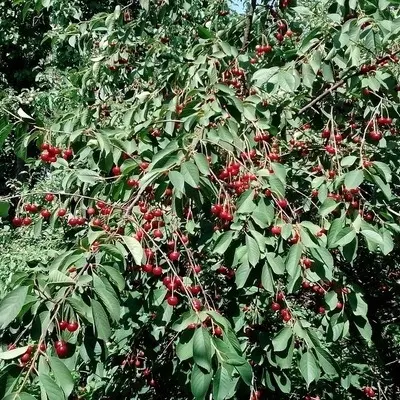 pamyati-vavilova-8-270206