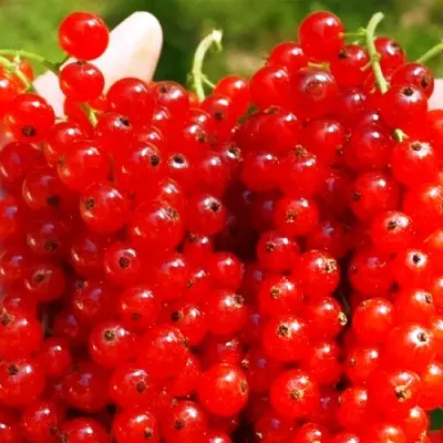 pervyy-smorodinovyy-izyum-3-261157