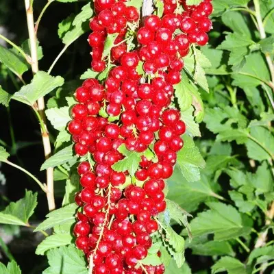 pervyy-smorodinovyy-izyum-5-261157