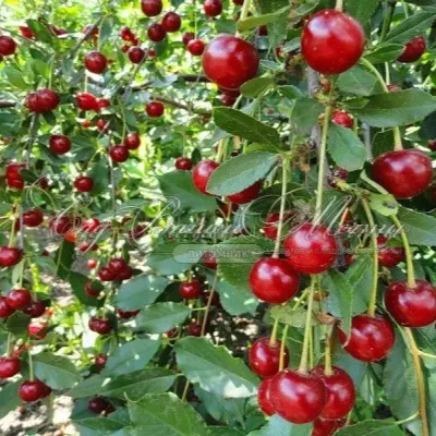 plodorodnaya-michurina-5-270106