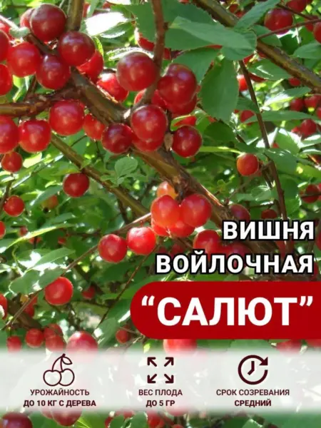 salyut-1-271487