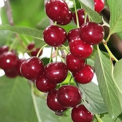 shakirovskaya-9-271451