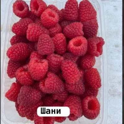shani-8-257163