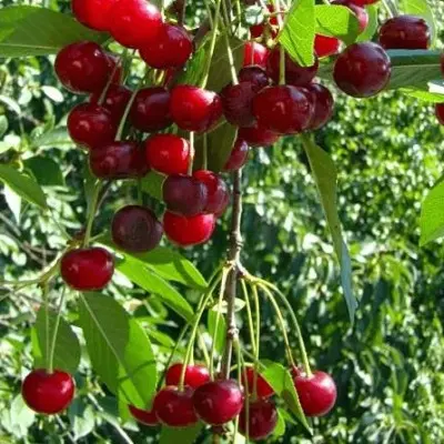 shubinka-8-271673