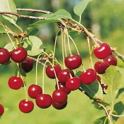 shubinka-9-271673