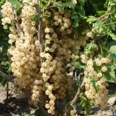 snezhana-6-261149
