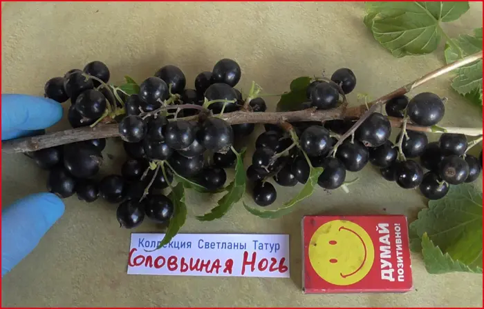 solovinaya-noch-4-263218