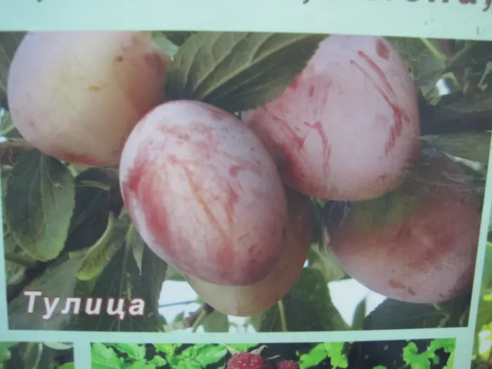 tulitsa-3-255265