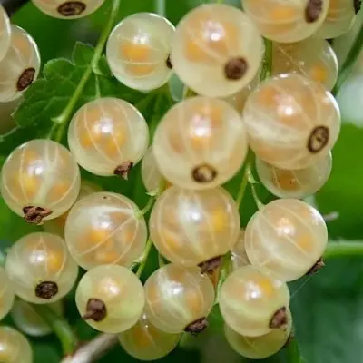 uralskaya-belaya-6-262538
