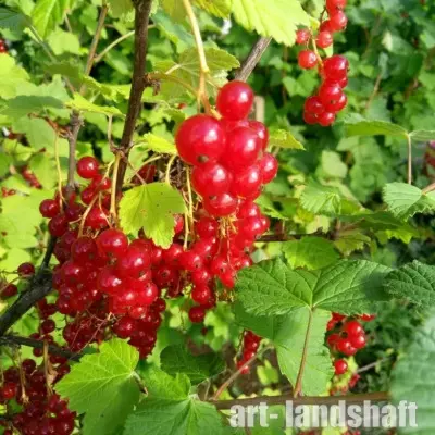 uralskie-zori-7-262879