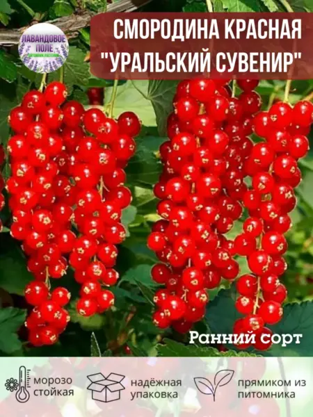 uralskiy-suvenir-4-262778