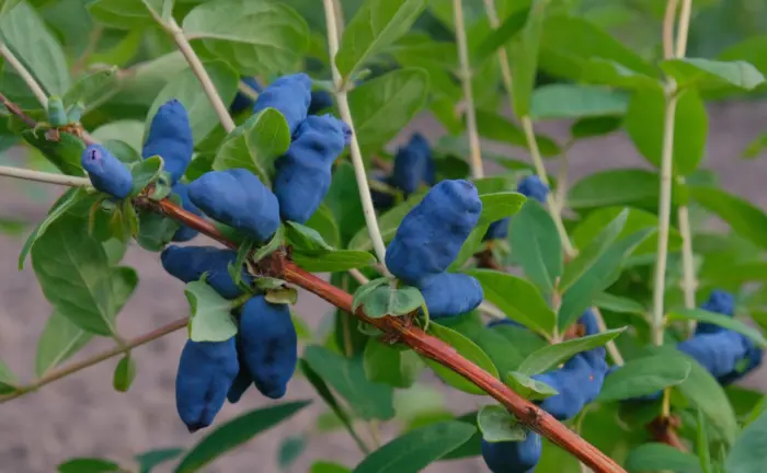 uslada-1-265322