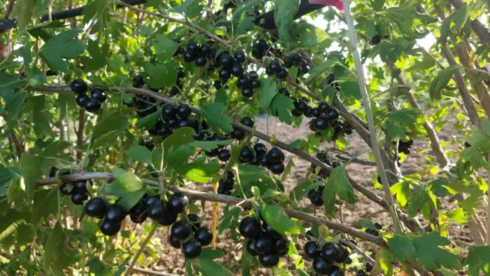uzbekskaya-2-260700