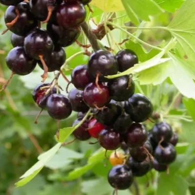 uzbekskaya-6-260700