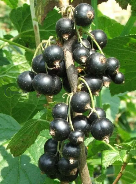 vernisazh-3-262253