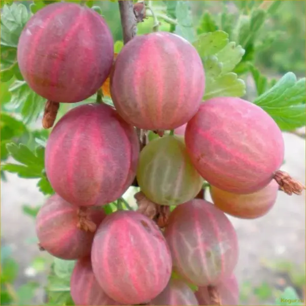 yarkiy-3-263823
