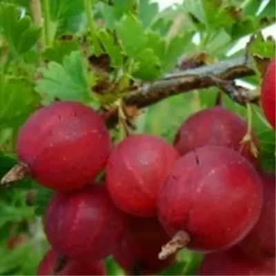 yarkiy-6-263823