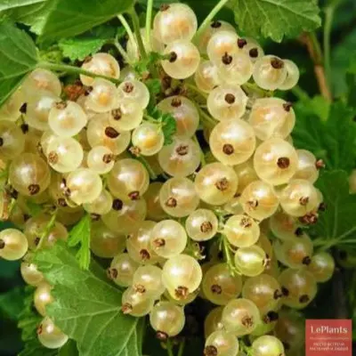 yuterborgskaya-5-262568