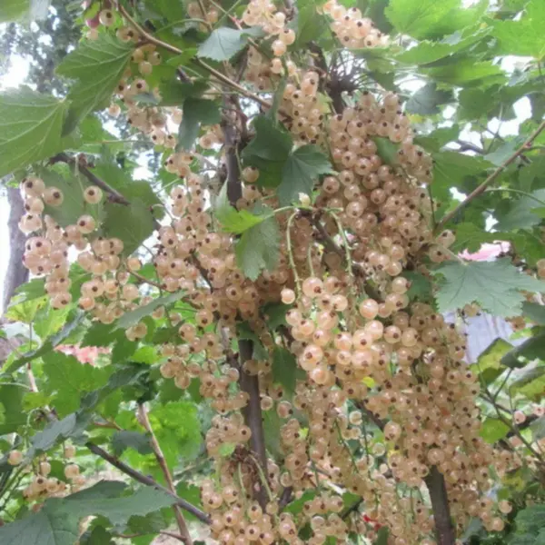 yuterborgskaya-main-262568
