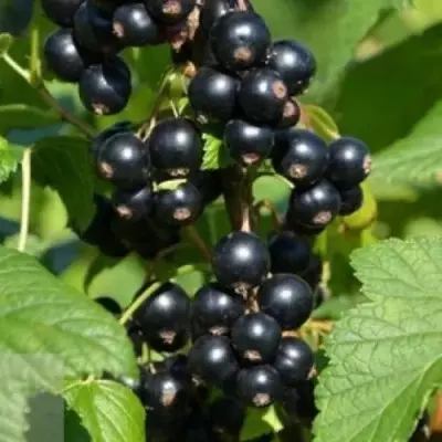 zaglyadene-10-260594