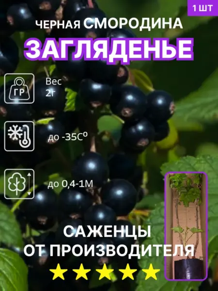 zaglyadene-4-260594