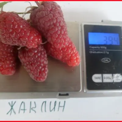 zhaklin-4-259141