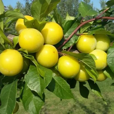 zheltaya-hopty-4-255125