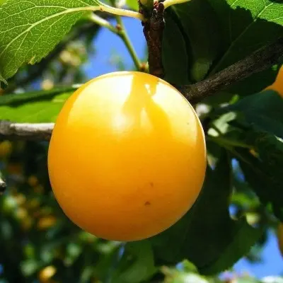 zheltaya-hopty-6-255125