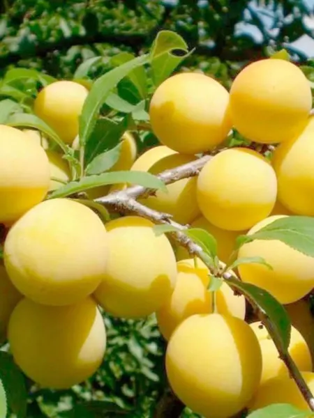zheltaya-hopty-main-255125