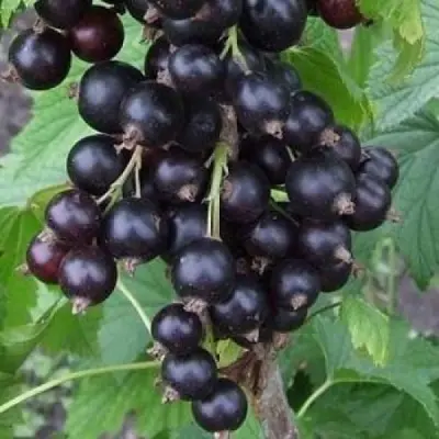 zusha-8-260762