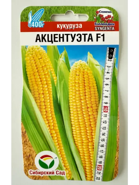 aktsentueta-1-297196
