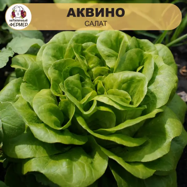 akvino-2-289962