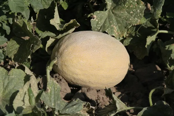 altyn-main-293716