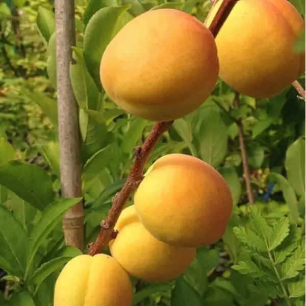ananasnyy-tsyurupinskiy-3-291203