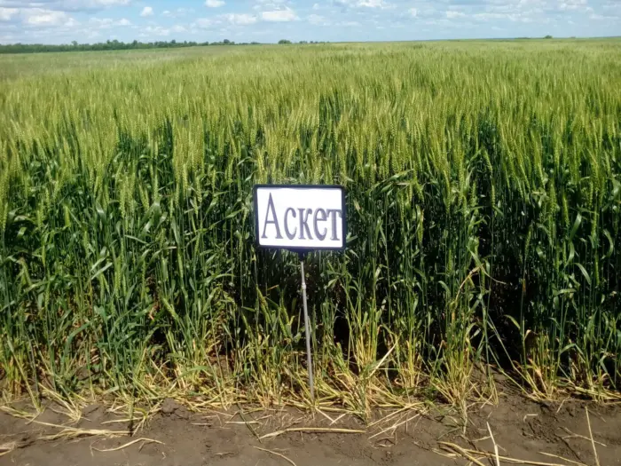 asket-1-284438