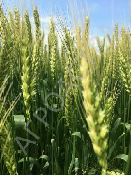 asket-2-284438