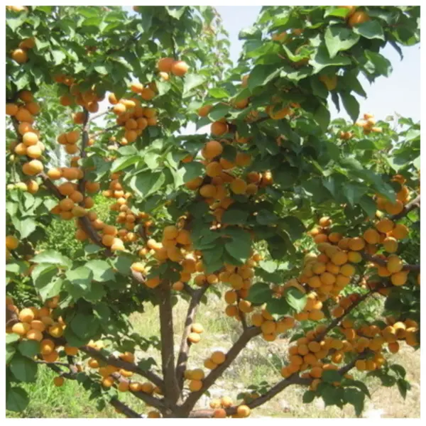 barguzin-4-292340