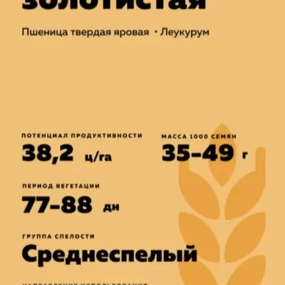 bezenchukskaya-zolotistaya-5-285659