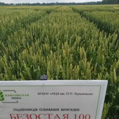 bezostaya-100-6-284523