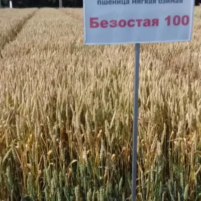 bezostaya-100-7-284523