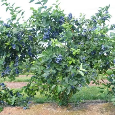 blyudzhey-bluejay-10-299134