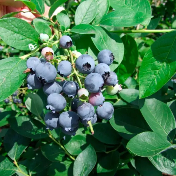 blyudzhey-bluejay-4-299134