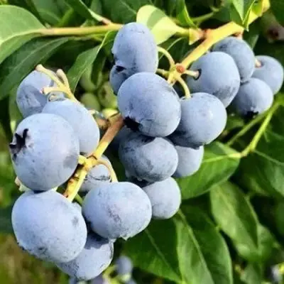 blyudzhey-bluejay-8-299134