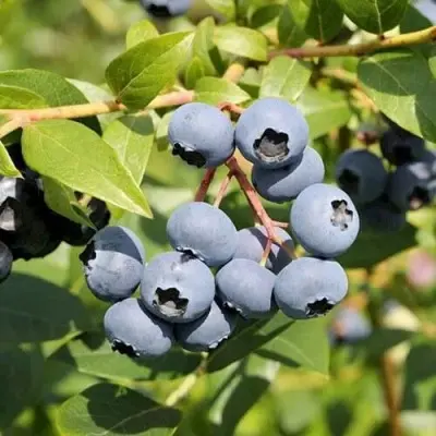 blyudzhey-bluejay-9-299134
