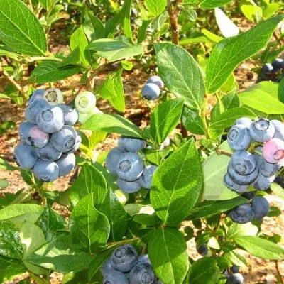 blyugold-bluegold-8-298982